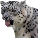 😛