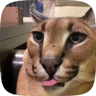 🐱
