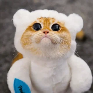 🥺