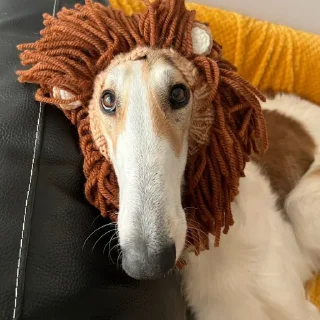 🦁