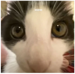 😼