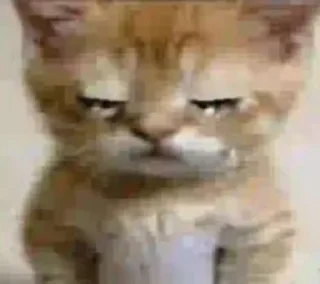 😺