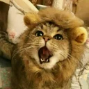 😼