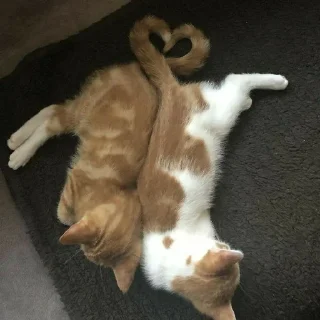 💗