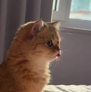 🐱