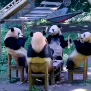 🐼