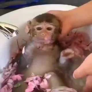 🌏