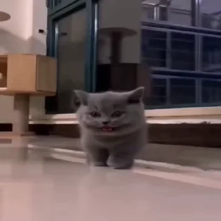 🐈
