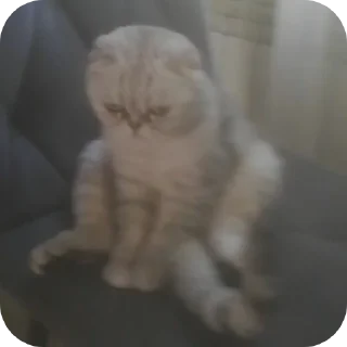 🐱