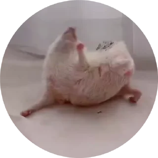 🦔