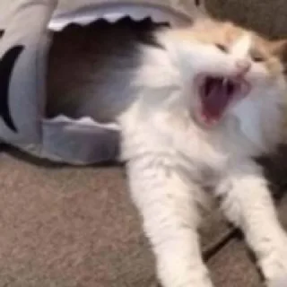 😾