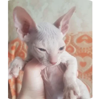 🐱