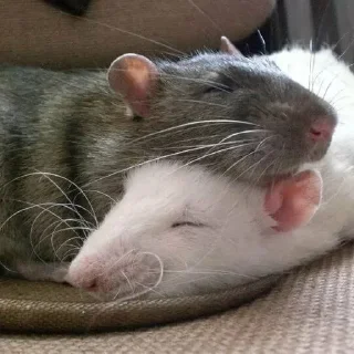 🐀