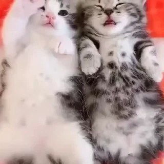 🥺