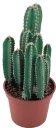 🌵