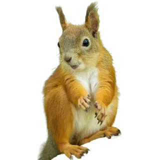 🐿️