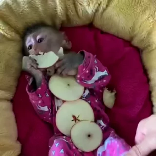🙉
