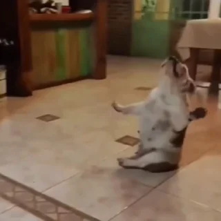 🐕‍🦺