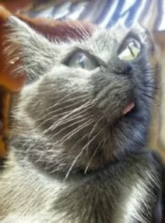 👅