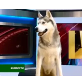 🐶