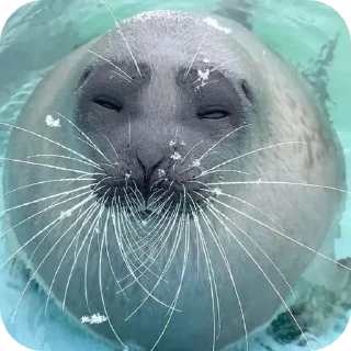 🦭