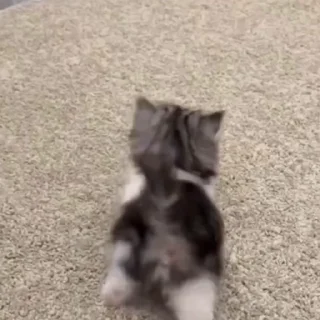 🐈