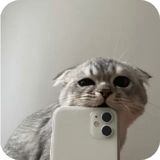 🐱