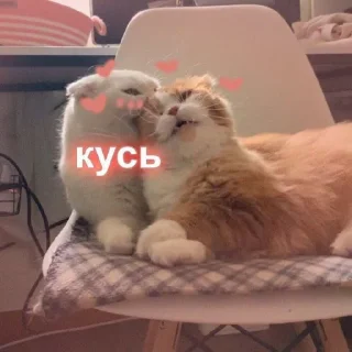 😽