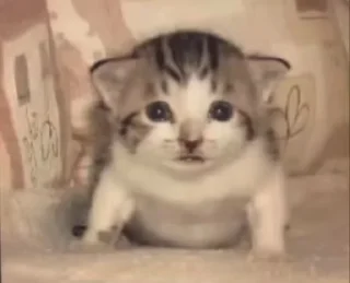 🐈