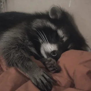😴