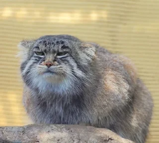 😑