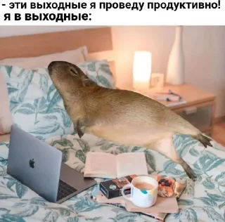 😴
