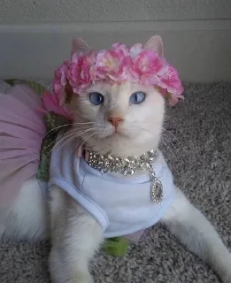 🐱