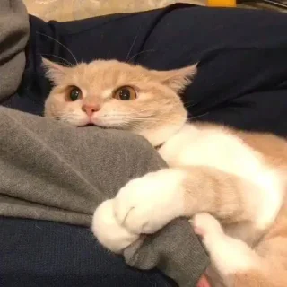 ❣️