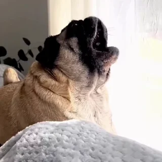 🤩