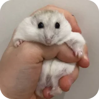 ✋