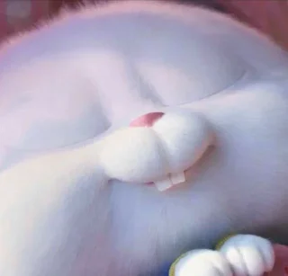 🐰