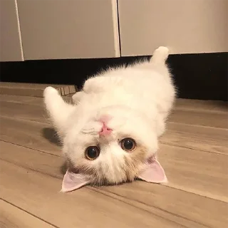🐈