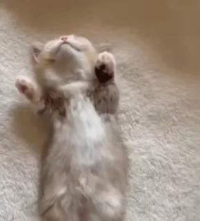 😴
