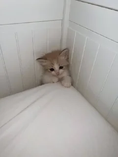 😴