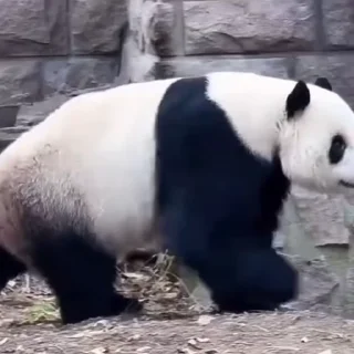 🐼