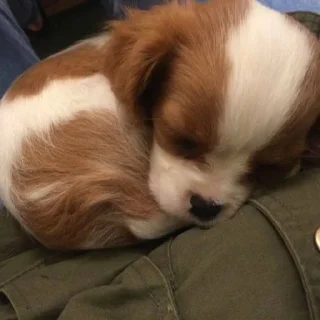 🐶
