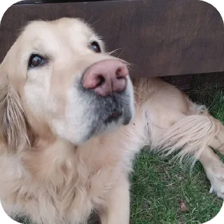 🐶