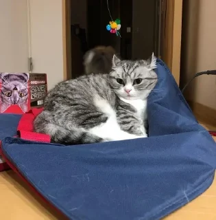 🛌