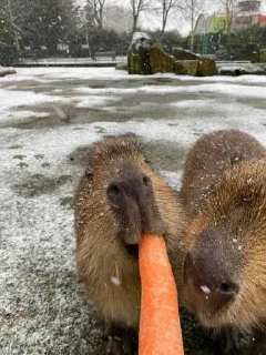 🥕