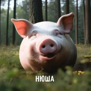 🐷