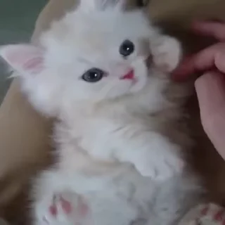 😻