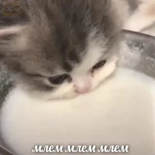 🥛