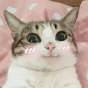 Meow (=ↀωↀ=)✧ (@StellarCats_Meow)