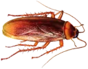 Cockroach